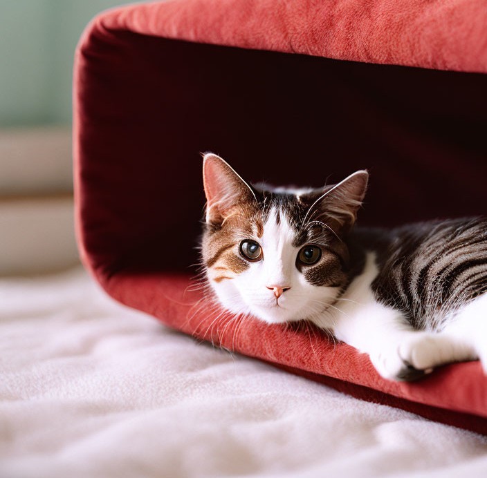 Gatto in letto rosso per gatti